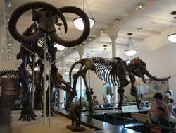 Museo Historial Natural, dinosaurios