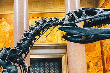 Musée d'Histoire Naturelle