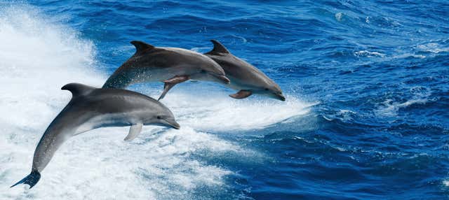Observação de golfinhos em Clearwater Beach