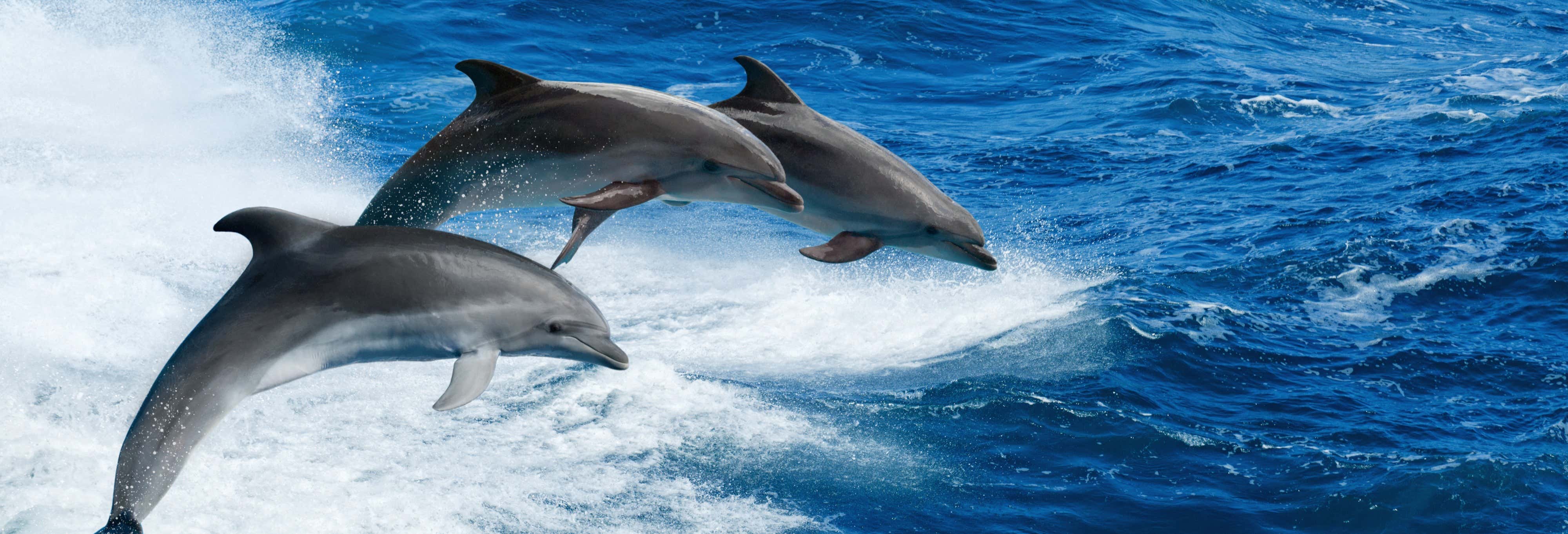 Avistamiento de delfines en Clearwater Beach