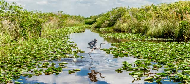 Hovercraft tour of the Everglades