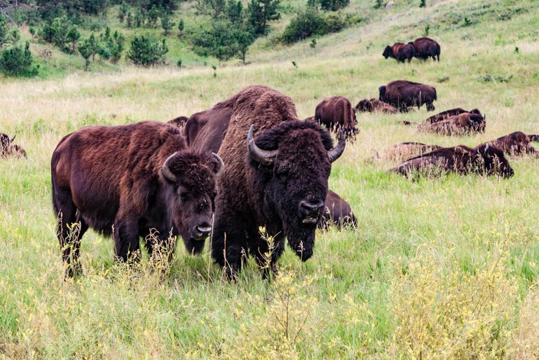 Búfalos en el Parque Estatal Custer