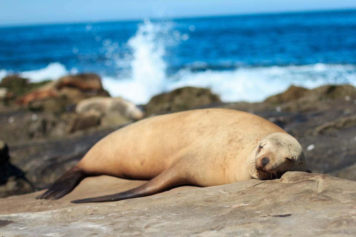 Tour por las playas de San Diego