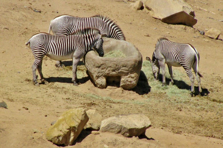 Zebre dello Zoo di San Diego