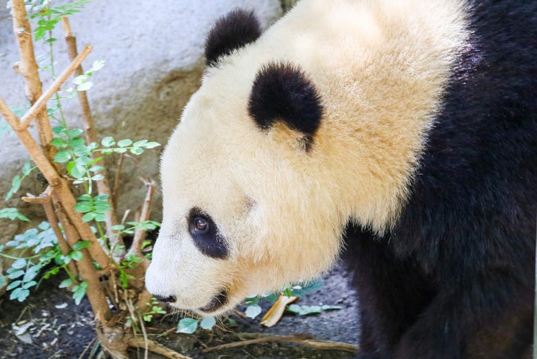 Giant panda at San Diego Zoo