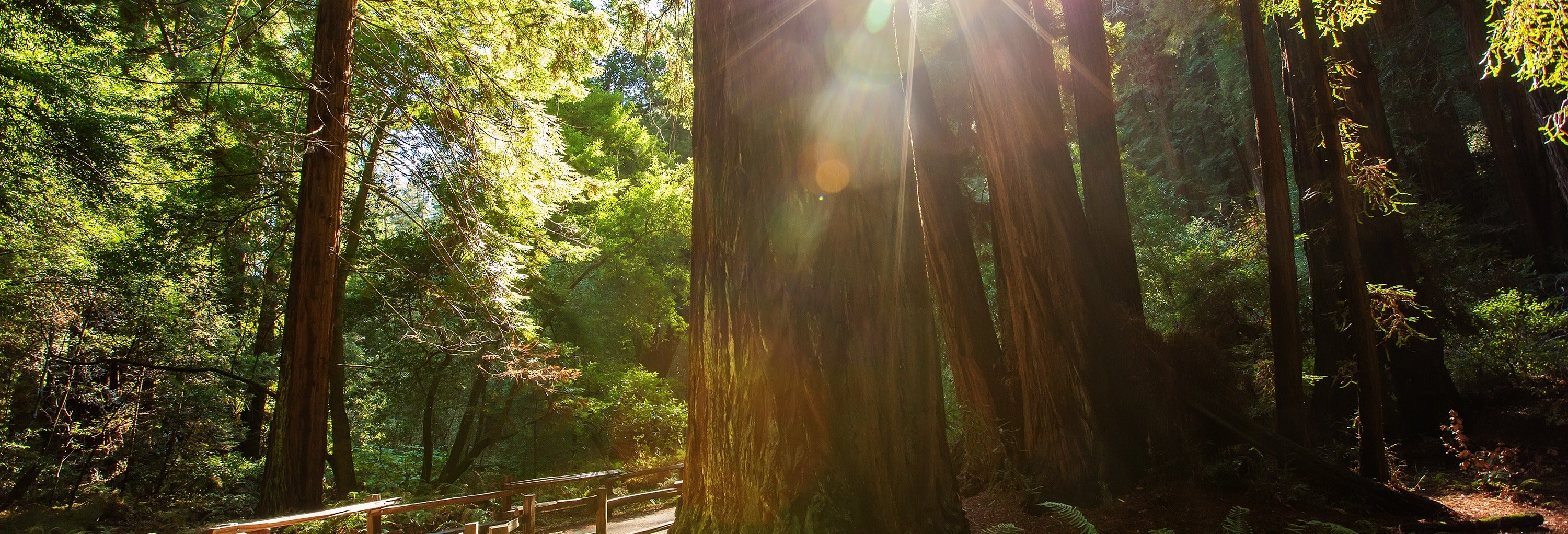 Muir Woods and Wine Country Tour