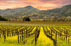 Escursione nei vigneti di Napa e Sonoma