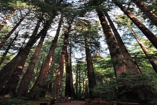 Sequoias-gigantes... e humanos pequenos!