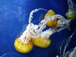 Jelly fish in the aquarium