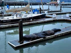 Fisherman's Wharf, leones marinos