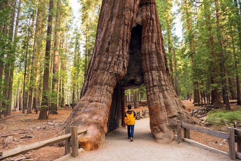Le pied d'un séquoia géant