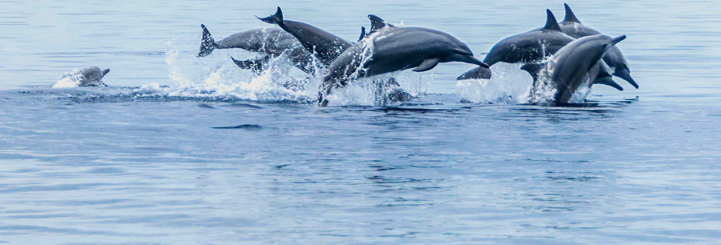 Observation de baleines à Bohol