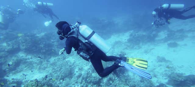 Beginner's Scuba Diving in Bohol