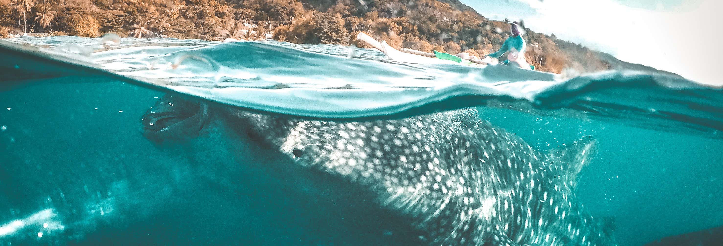 Avistamiento de tiburón ballena en Oslob