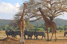 Calauit Safari Park & Coron Islands Tour