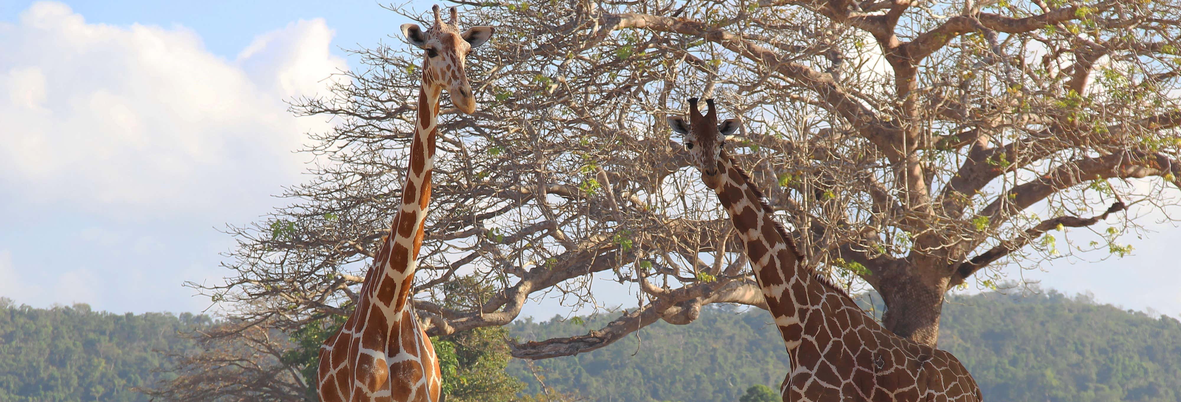 Calauit Safari Park & Coron Islands Tour