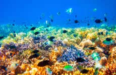 Excursión a los barcos hundidos y el arrecife de coral