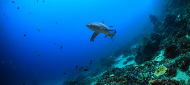 Buceo con tiburón zorro en Malapascua
