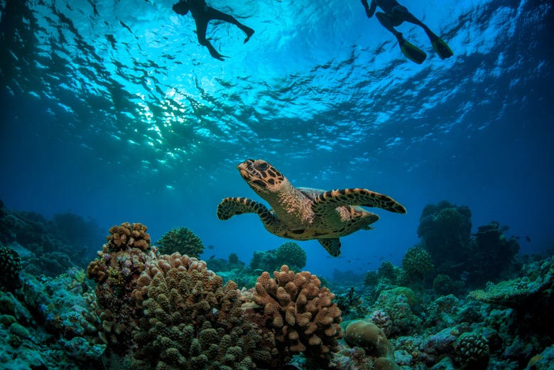 Tortaruga-marinha