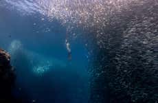 Snorkel con sardinas en Moalboal