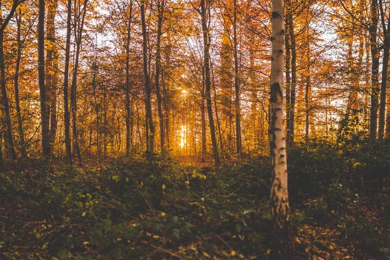 Scoprendo l'area boschiva di Liesjärvi in autunno