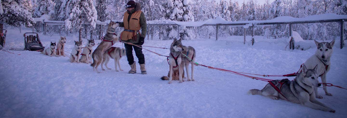 Giro in slitta trainata da husky