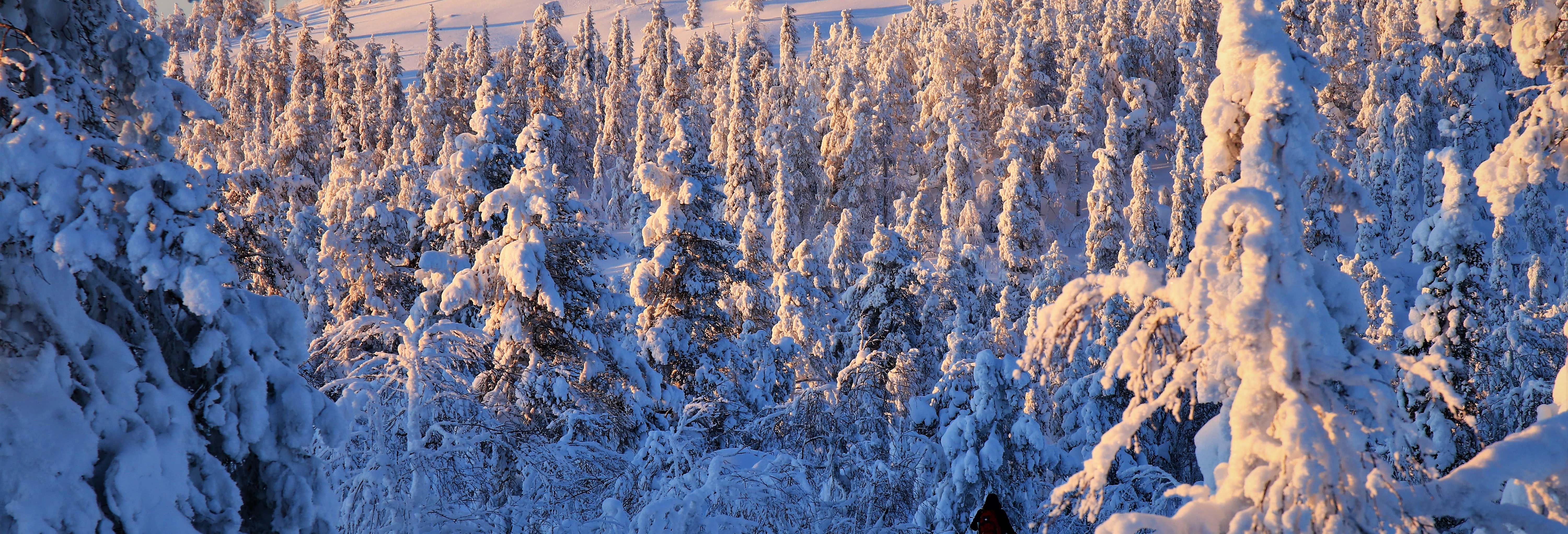 Curso de supervivencia en el Parque Nacional Pyhä-Luosto