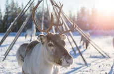 Reindeer Sleigh Ride