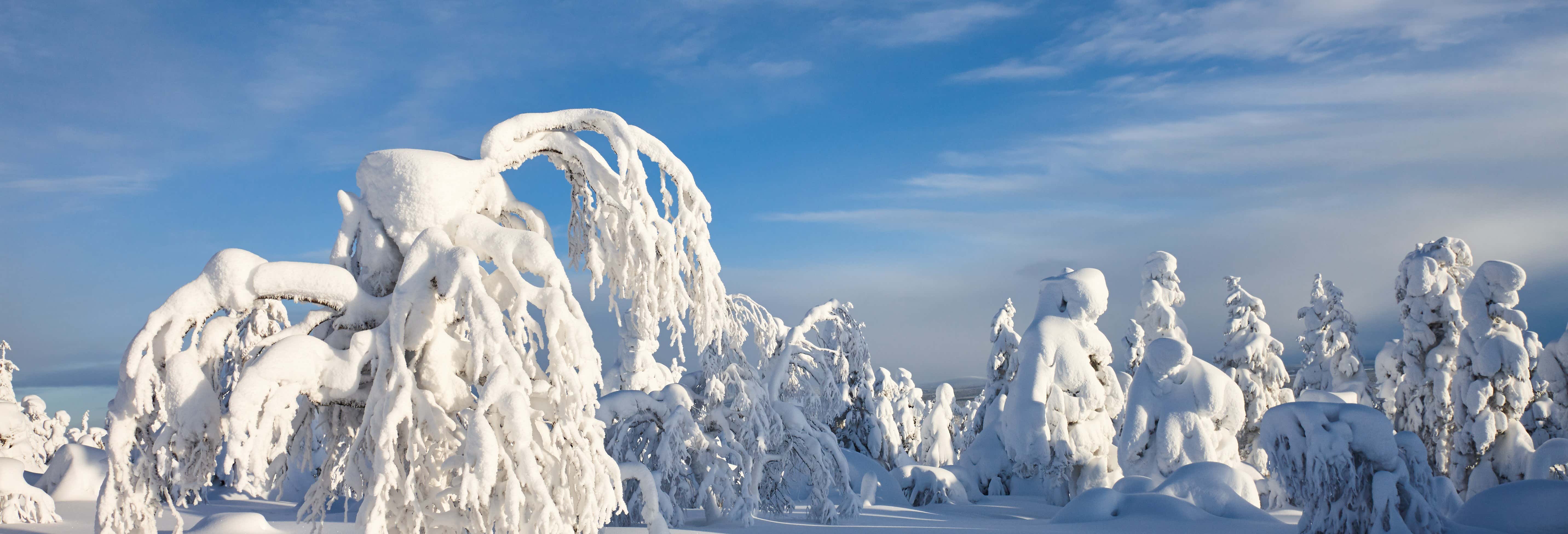 Cours de survie dans le Parc National de Pyhä-Luosto