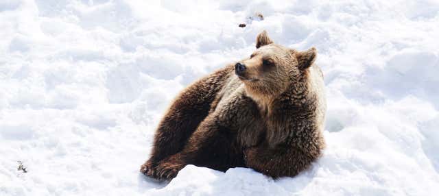 Escursione allo zoo di Ranua