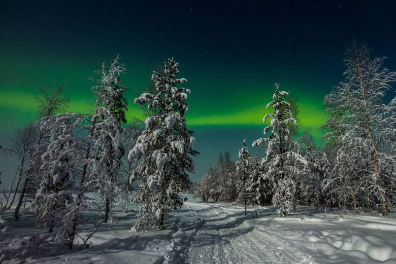 Aurora boreal em um bosque de Rovaniemi