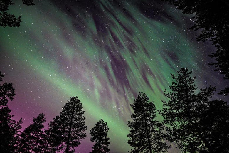 Bosques de Rovaniemi bajo la luz de la aurora boreal