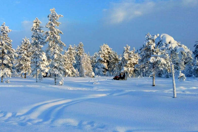 Bosque nevado en Rovaniemi