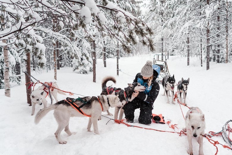 Playing with huskies in the snow