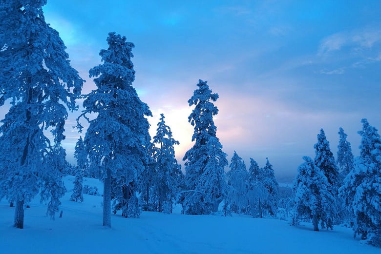 Snowy forest in Rovaniemi