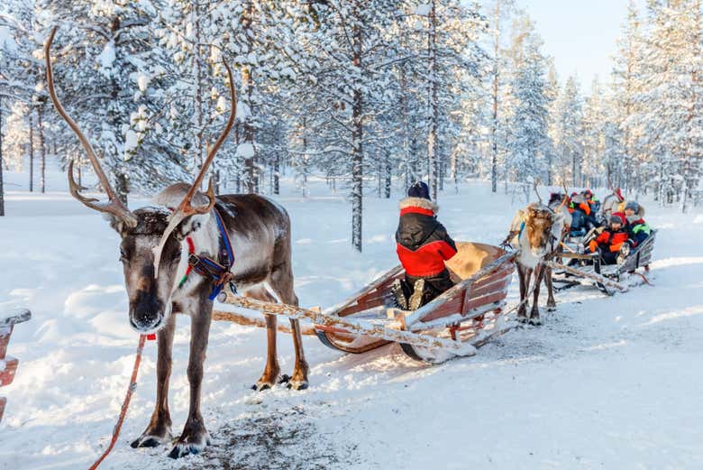 Passeio de trenó de renas sob a aurora boreal em Rovaniemi