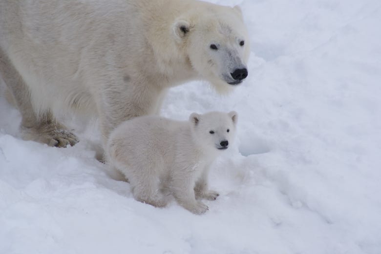 Polar bear with a baby