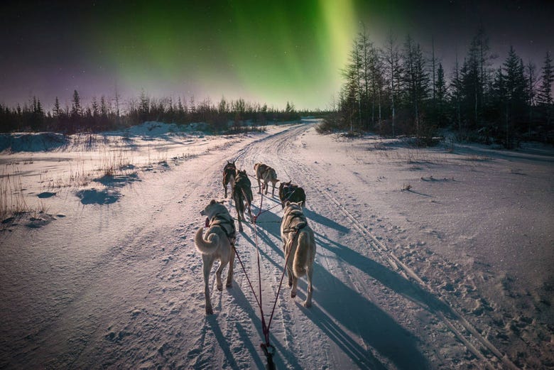 Trenó de husky sob a aurora boreal