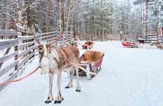 Giro in slitta trainata da renne sotto l'aurora boreale