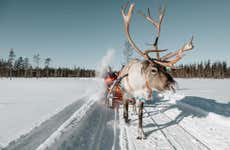 Giro in slitta trainata da renne a Rovaniemi
