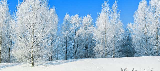Senderismo por los bosques de Rovaniemi