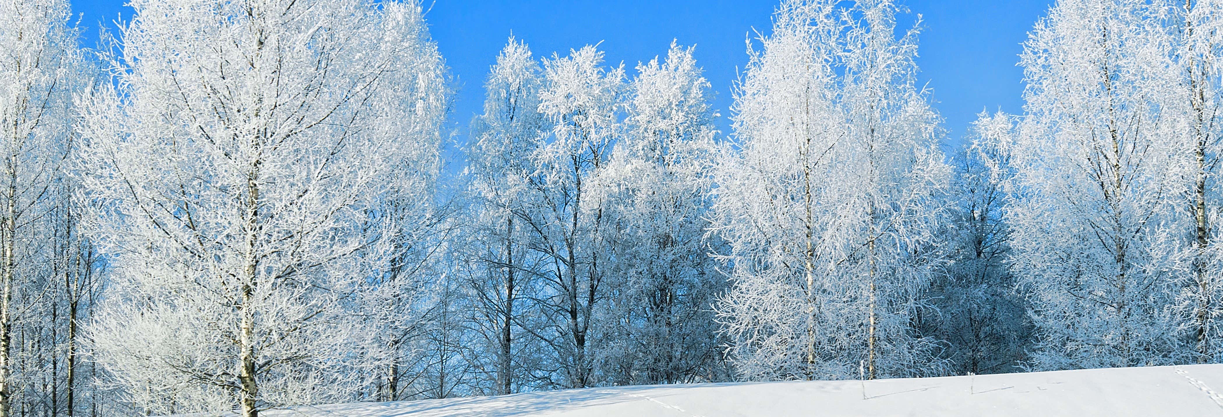 Randonnée dans les forêts de Rovaniemi