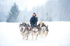 Visite d'un élevage de chiens huskys