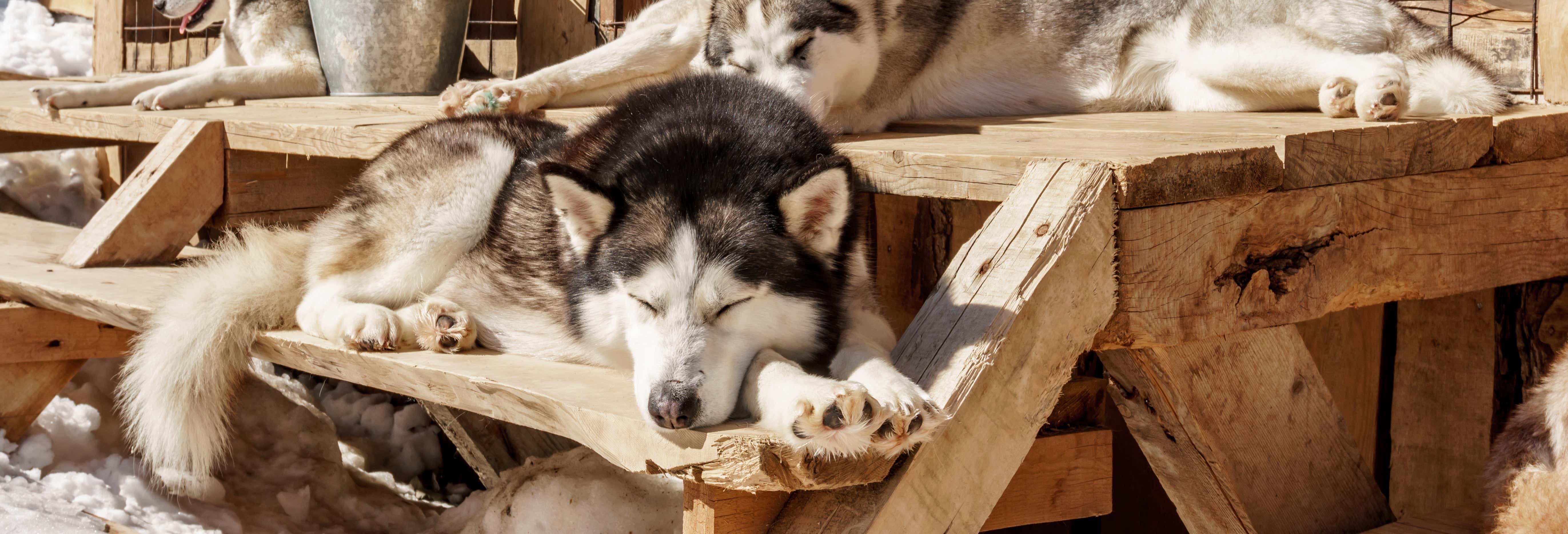 Visita a un criadero de perros husky