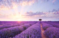 Provence Vineyards & Lavender Fields Sidecar Tour