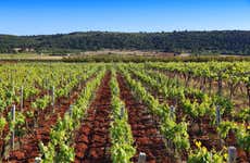 Tour del vino a Mont Sainte-Victoire