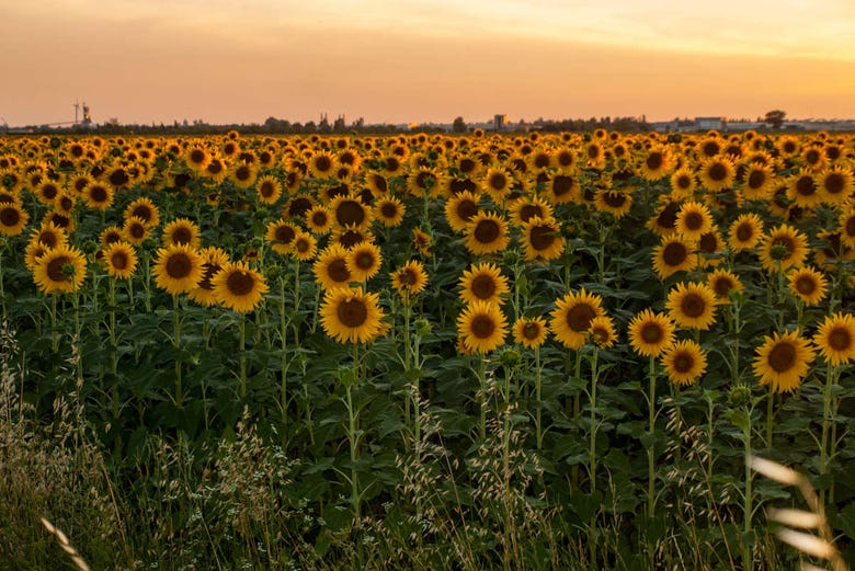 Arles sunflower fields