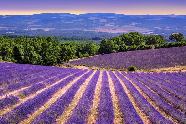 Sault lavender fields at sunset