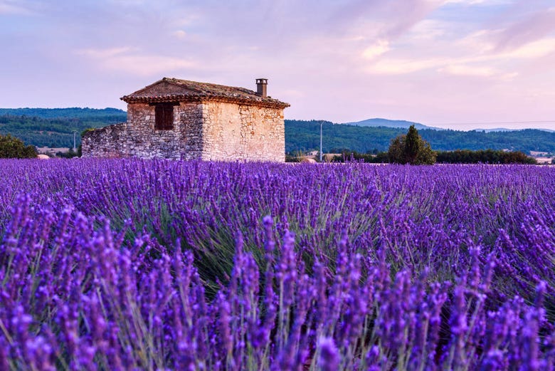 Les champs de lavande de la Provence