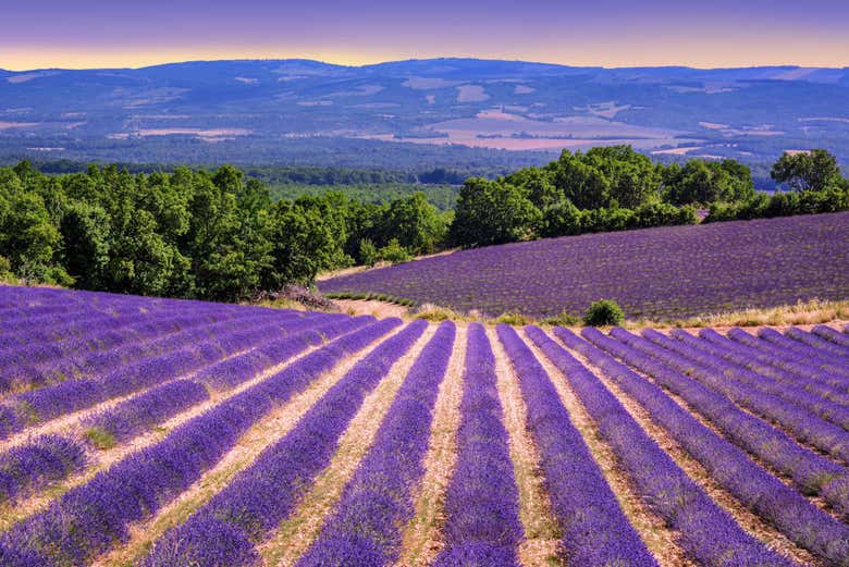 lavender tour from avignon